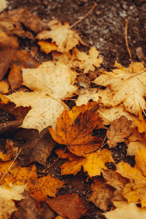 Free A vibrant mix of autumn leaves on the ground, showcasing the beauty of fall. Stock Photo