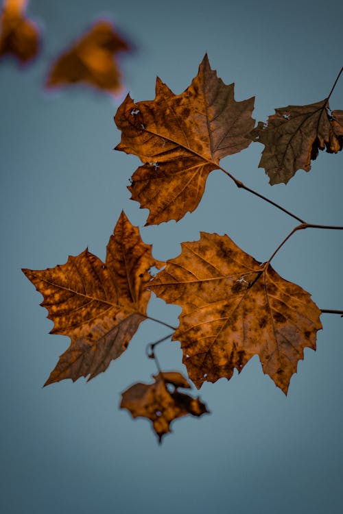 Close-up of Autumnal Maple Leaves 