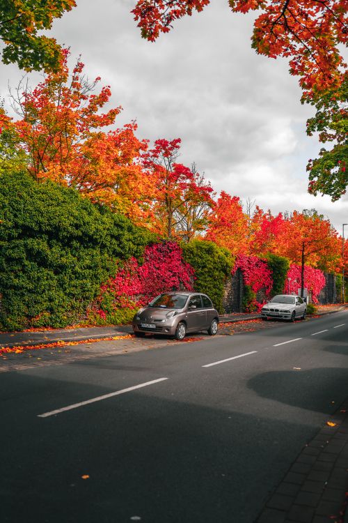 Free A serene city street lined with colorful autumn foliage, featuring parked cars and bright fall colors. Stock Photo