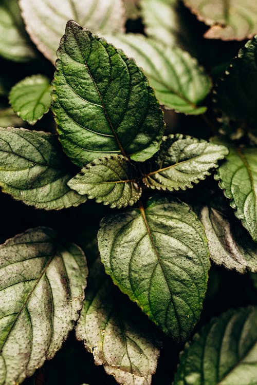 Fotobanka s bezplatnými fotkami na tému flóra, hemigraphis alternata, jasný