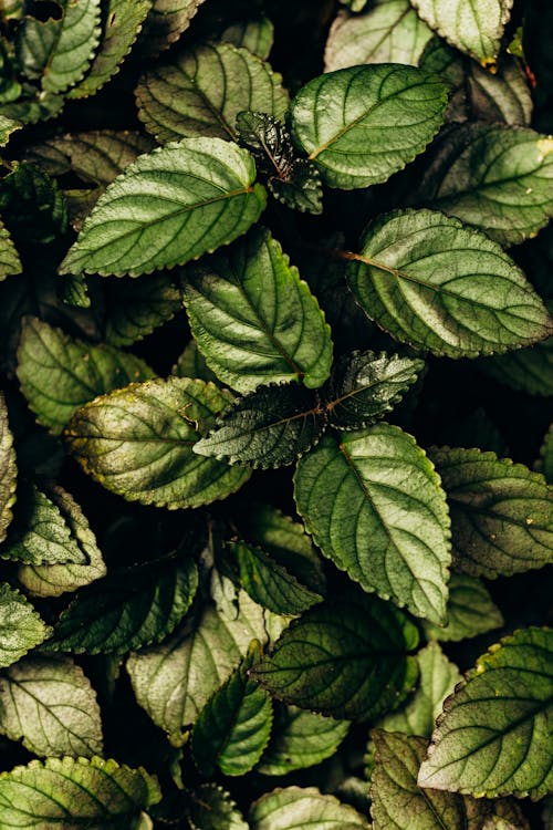 Close-up of Green Leaves of Hemigraphis Alternata Plant 