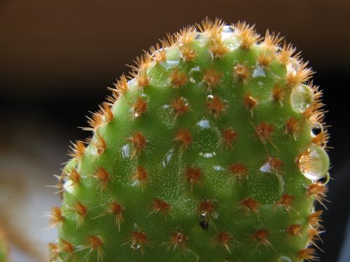 Free stock photo of cactus, drops Stock Photo