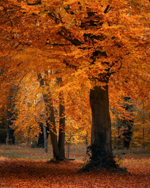 Foto d'estoc gratuïta de arbres, bellesa, bosc