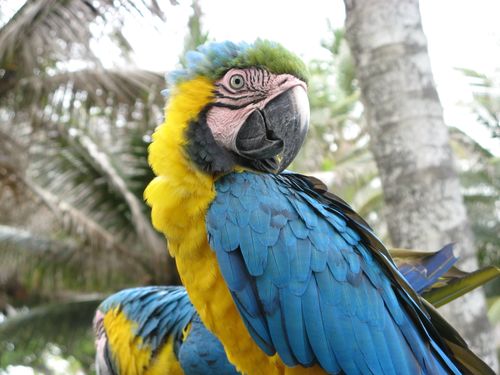 Free stock photo of macaw, palm trees Stock Photo
