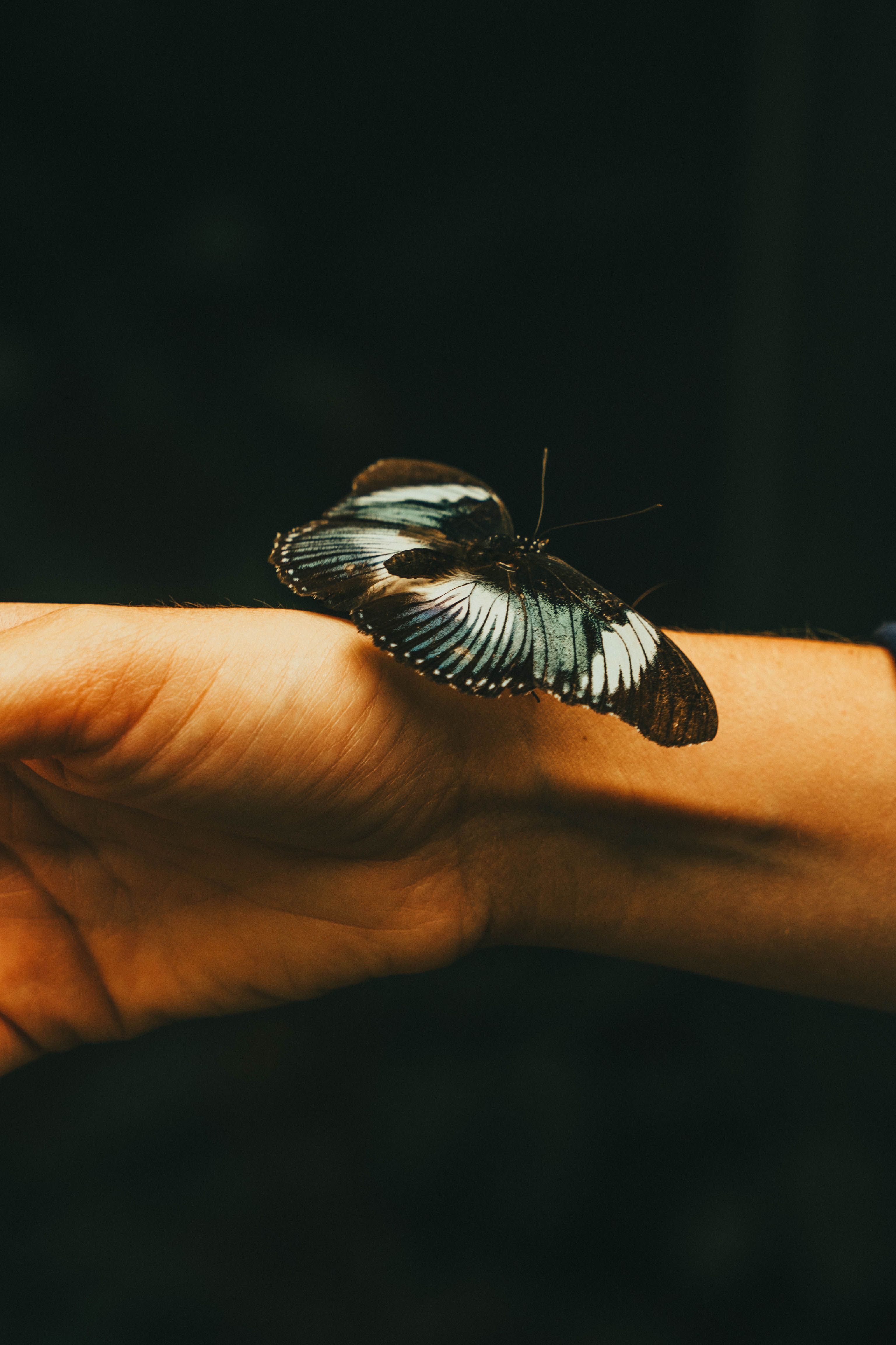 Close-up of a blue butterfly delicately perched on a human hand, showcasing nature's beauty.