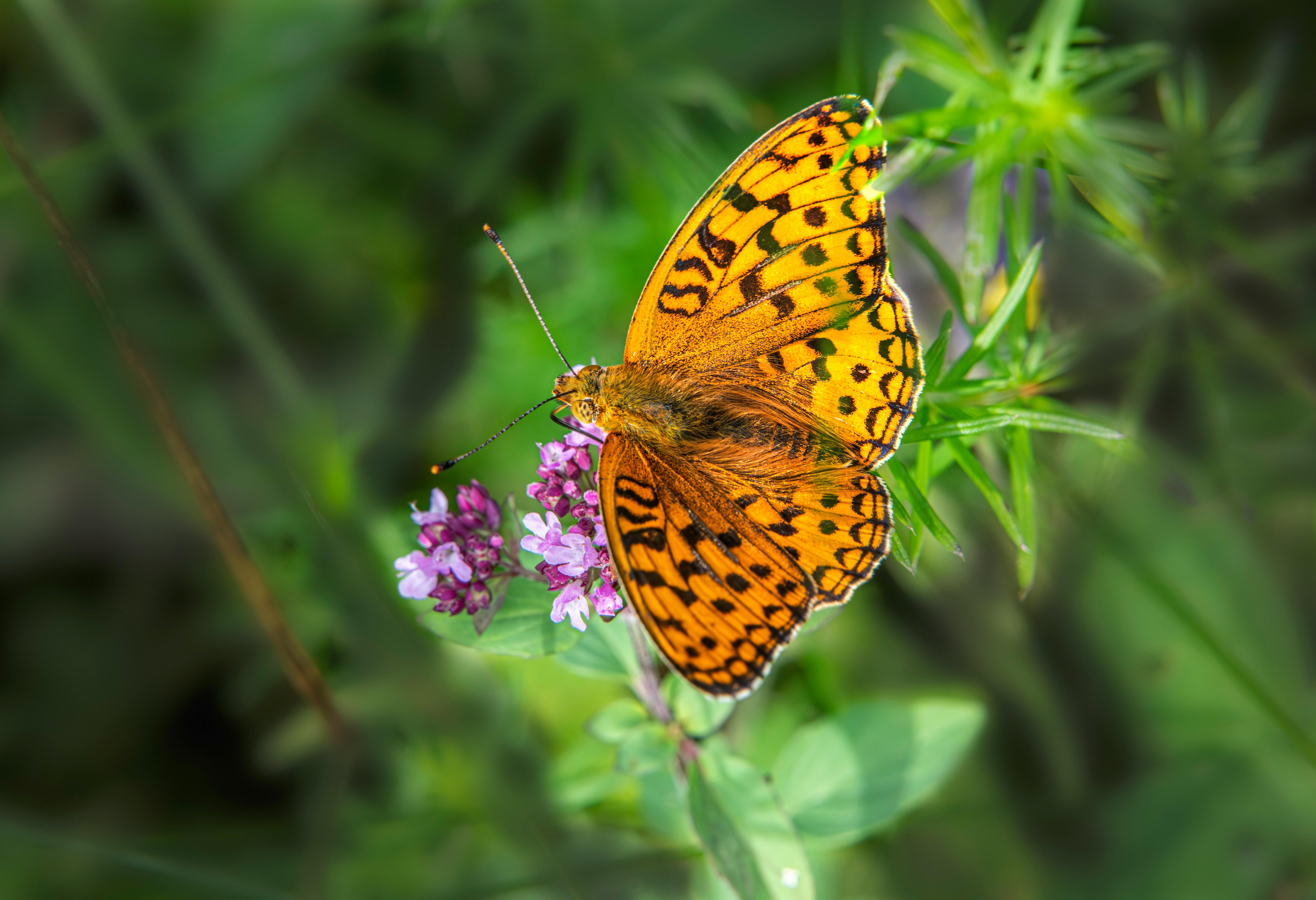 a butterfly is sitting on a flower in the grass