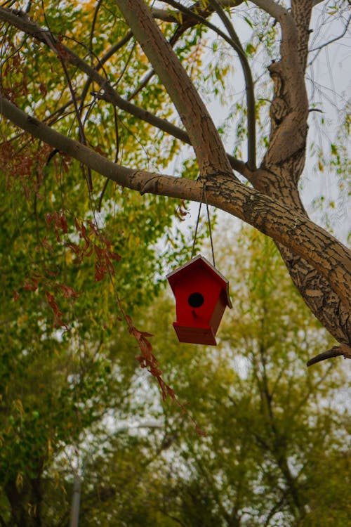 Immagine gratuita di albero, appeso, casetta per uccelli