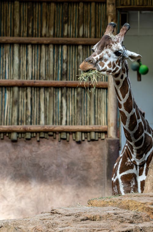 Giraffe Eating Grass