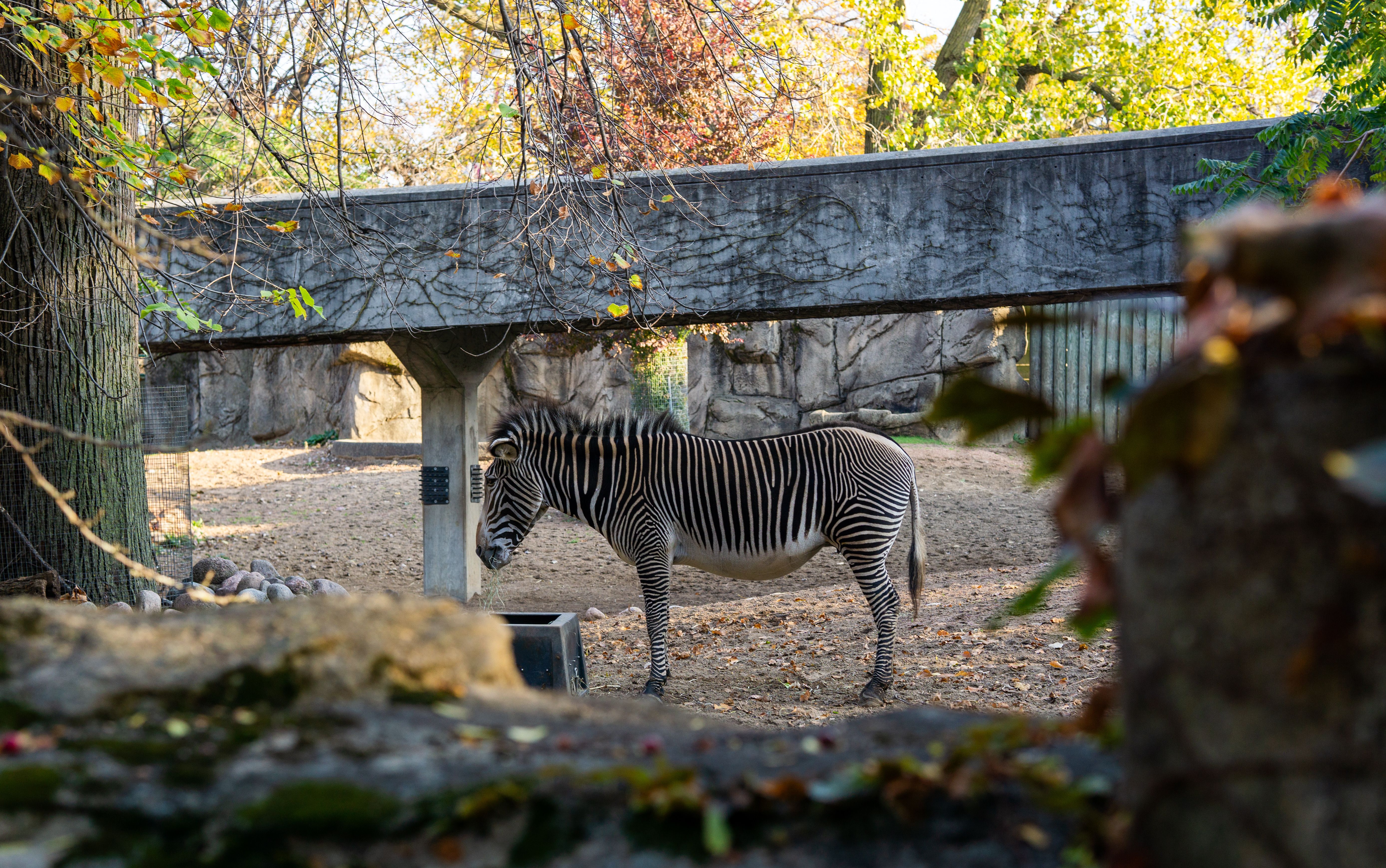 A Zebra in a Zoo · Free Stock Photo
