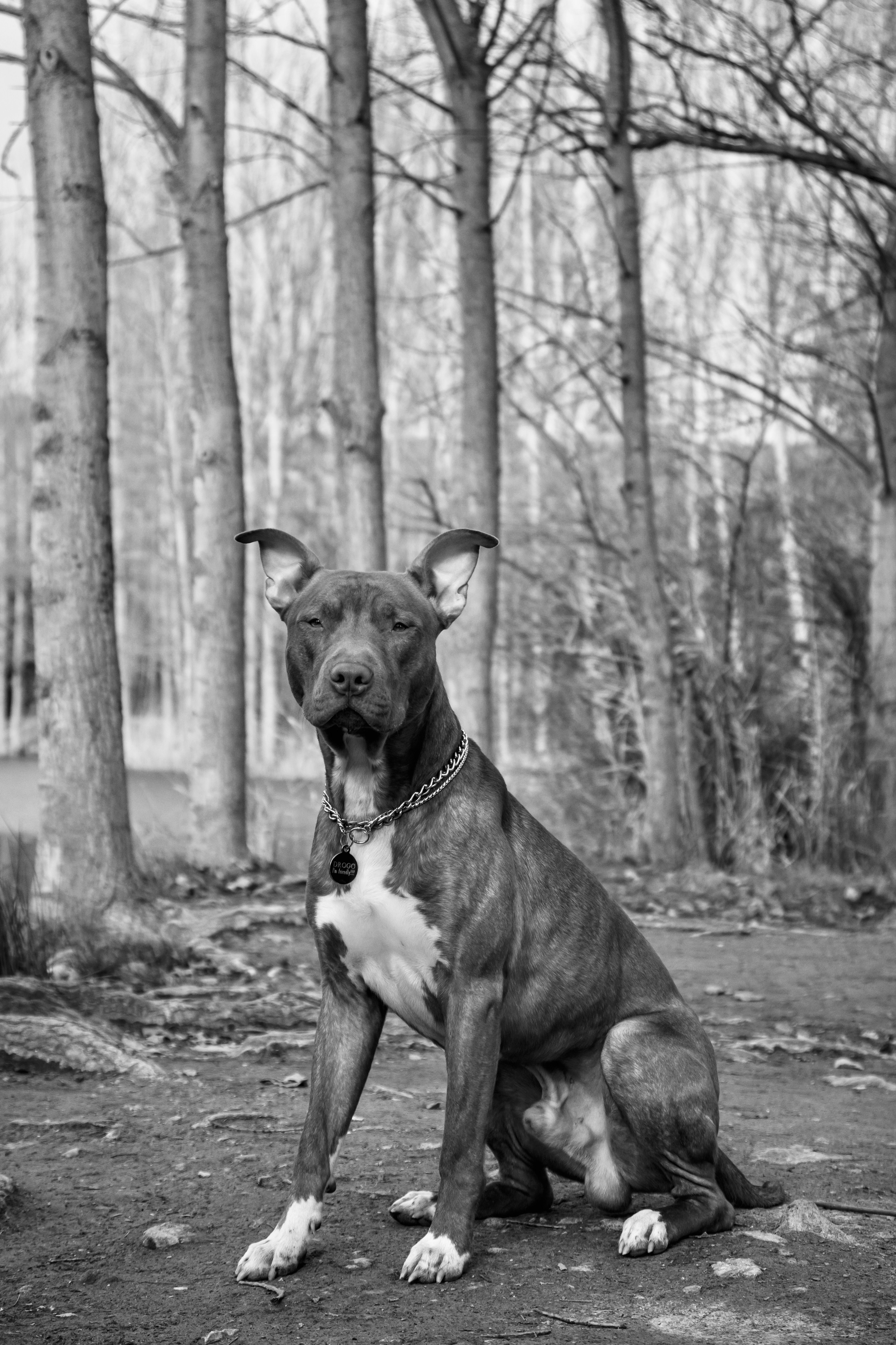 Dog in a Forest in Black and White · Free Stock Photo