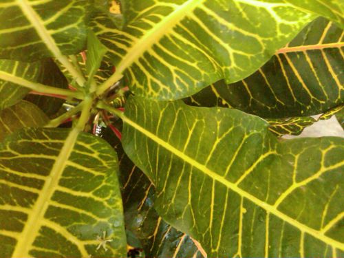 Free stock photo of green leaves Stock Photo
