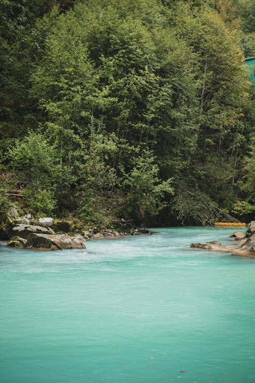 Foto profissional grátis de árvores, cênico, floresta