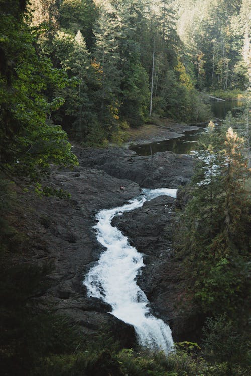 View of a Small Stream in a Forest 