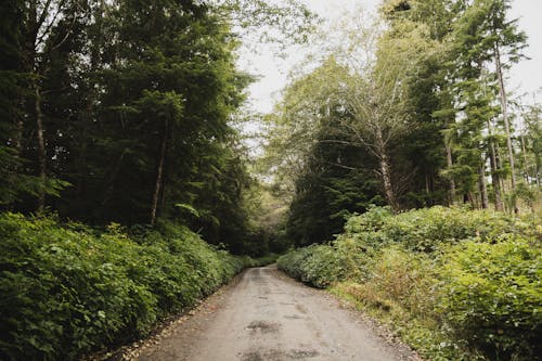 Empty Dirt Road in Green Forest