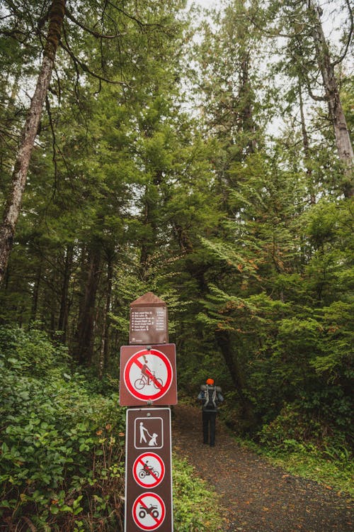 Gratis stockfoto met achteraanzicht, Bos, iemand