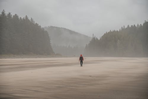 Základová fotografie zdarma na téma chůze, les, mlha
