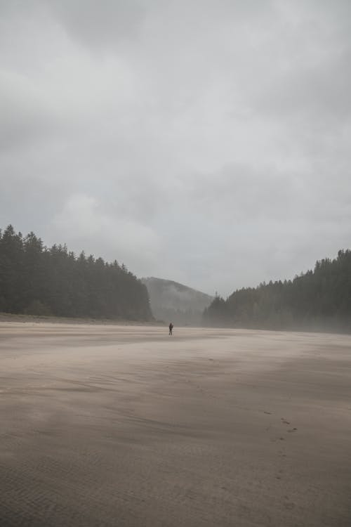 Gratis stockfoto met afzondering, alleen, bomen