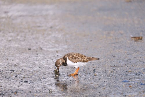 Gratis stockfoto met aarde, dierenfotografie, nat