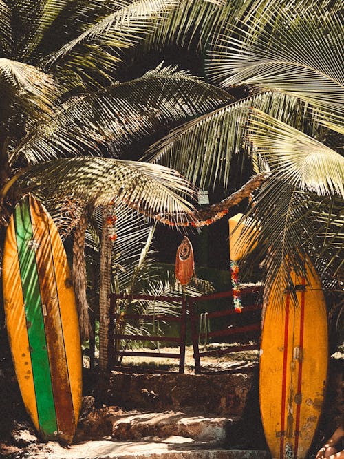 Surfboards under Palm Trees Leaves