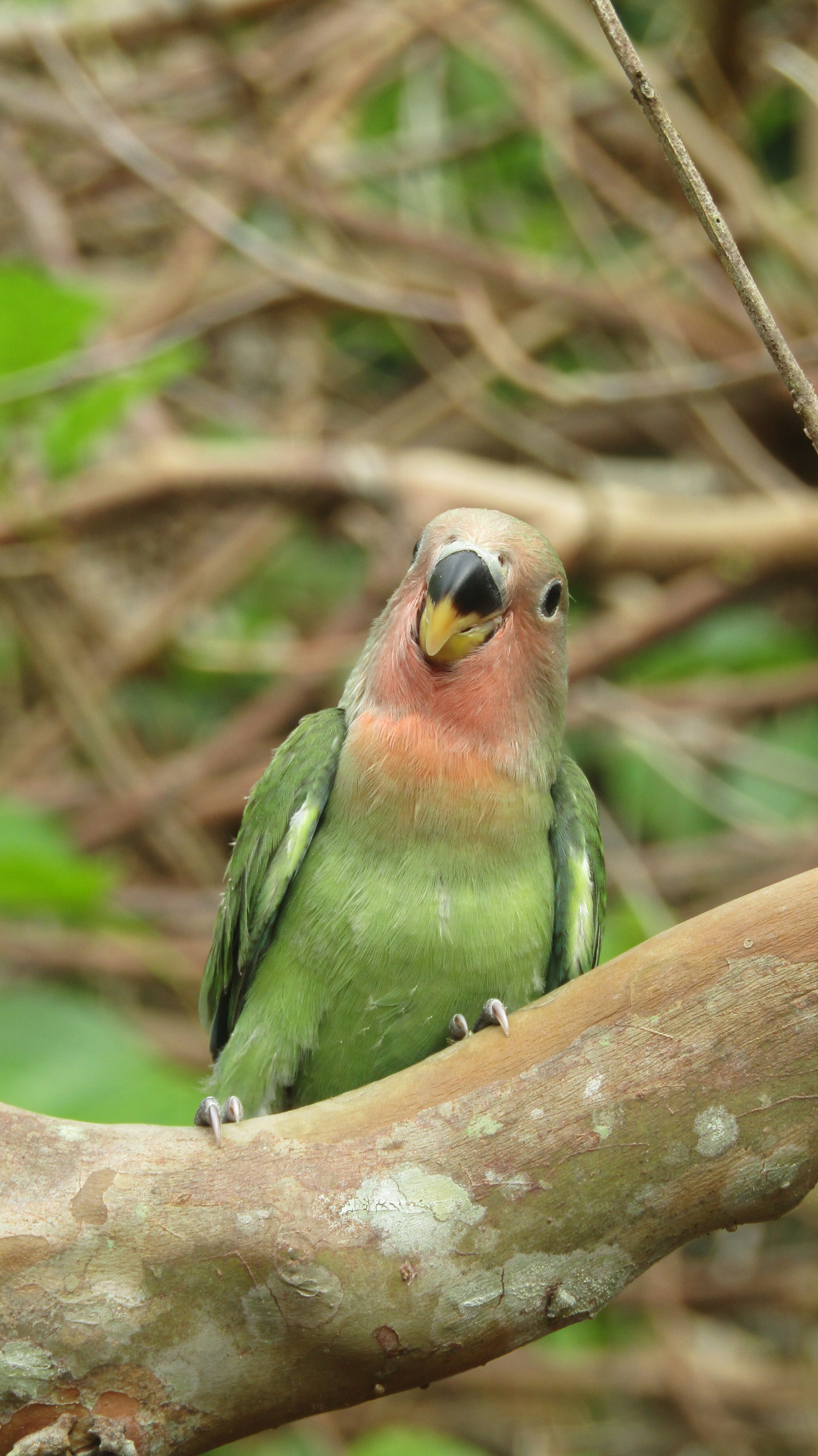 Parrot in Nature · Free Stock Photo