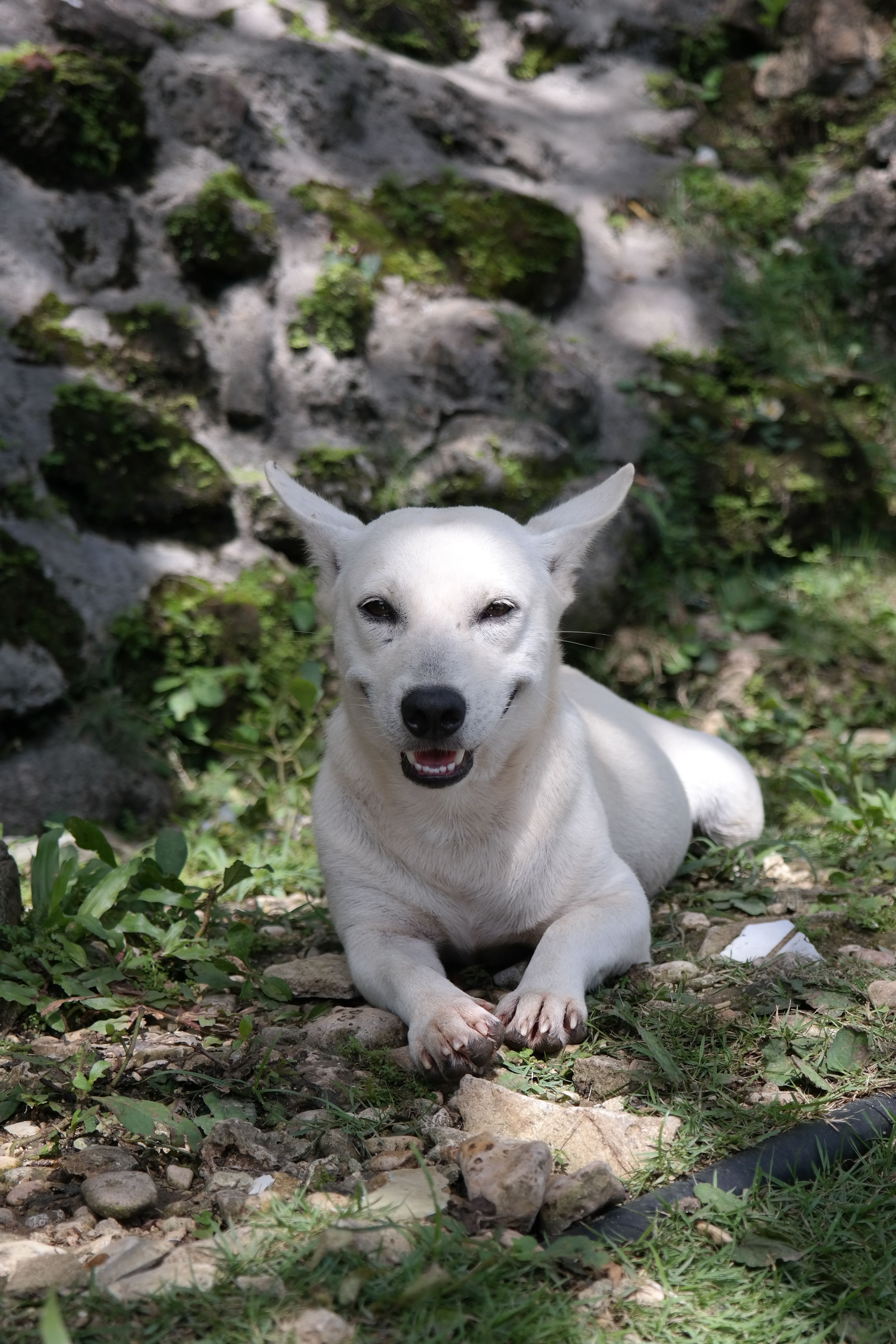 White Dog Lying Down on Ground · Free Stock Photo