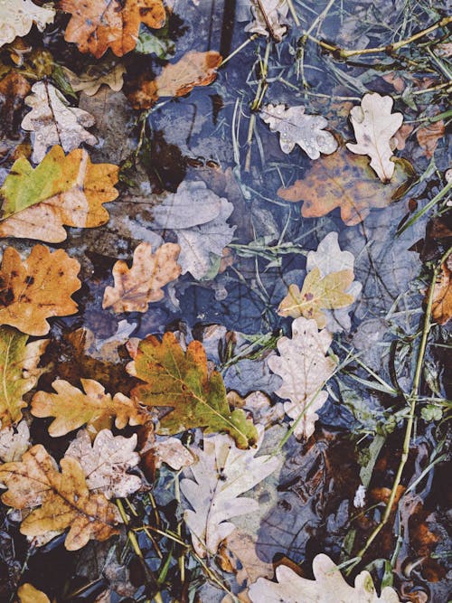 Autumnal Leaves Lying in a Puddle 