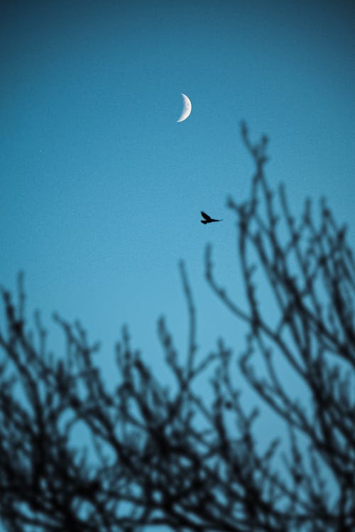 Bird flying below the moon under the blue sky | @lostintespace