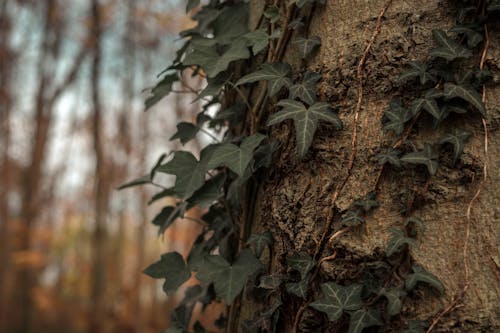 Free stock photo of forest, ivy, tree