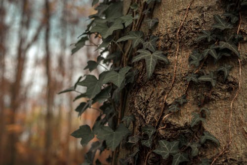 Foto profissional grátis de árvore, floresta, hera