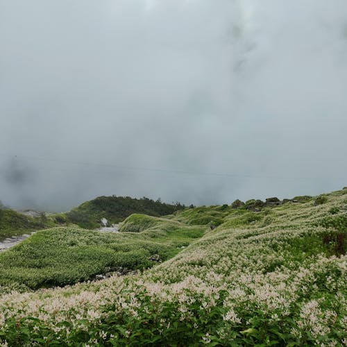 Meadow of Flowers on Hills 