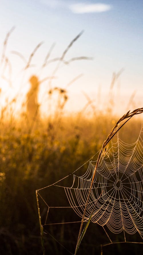 Spiderweb on Grassland