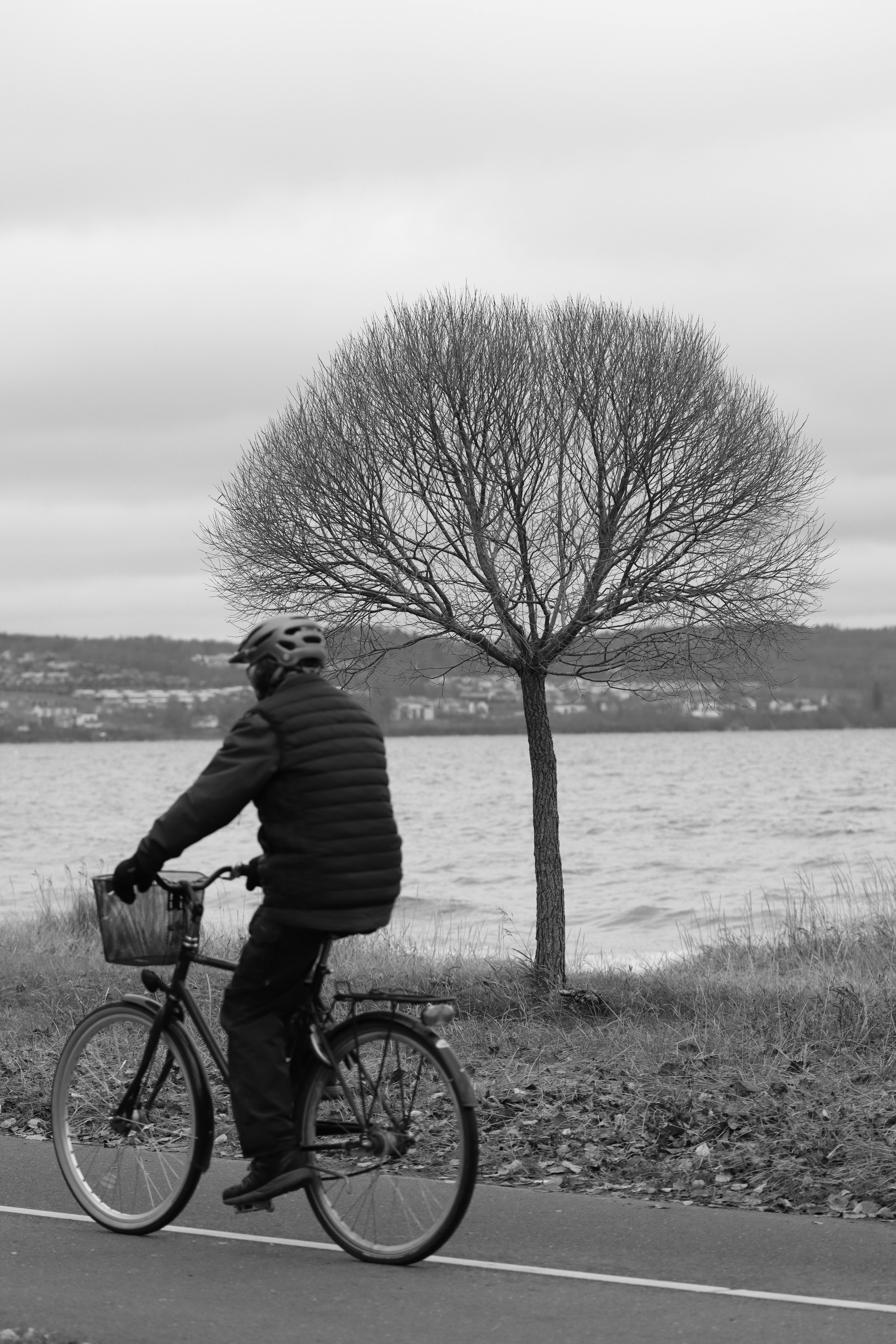 Gratis Immagine gratuita di 2023, adulto, albero Foto a disposizione