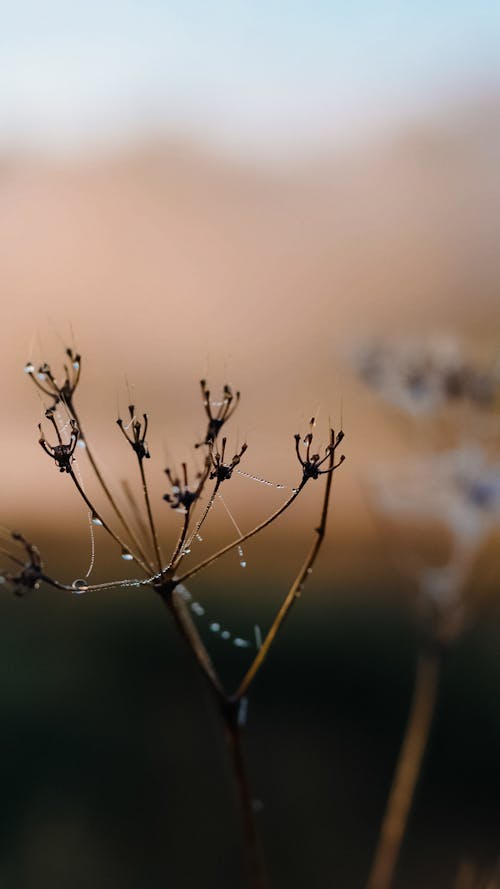 Frozen in the meadows 