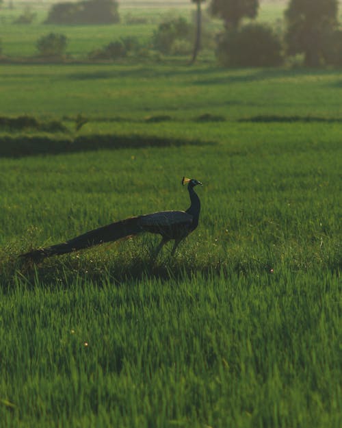 Peacock on Grassland