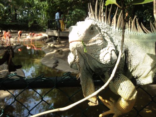 Free stock photo of caporo, iguana, iguana male Stock Photo