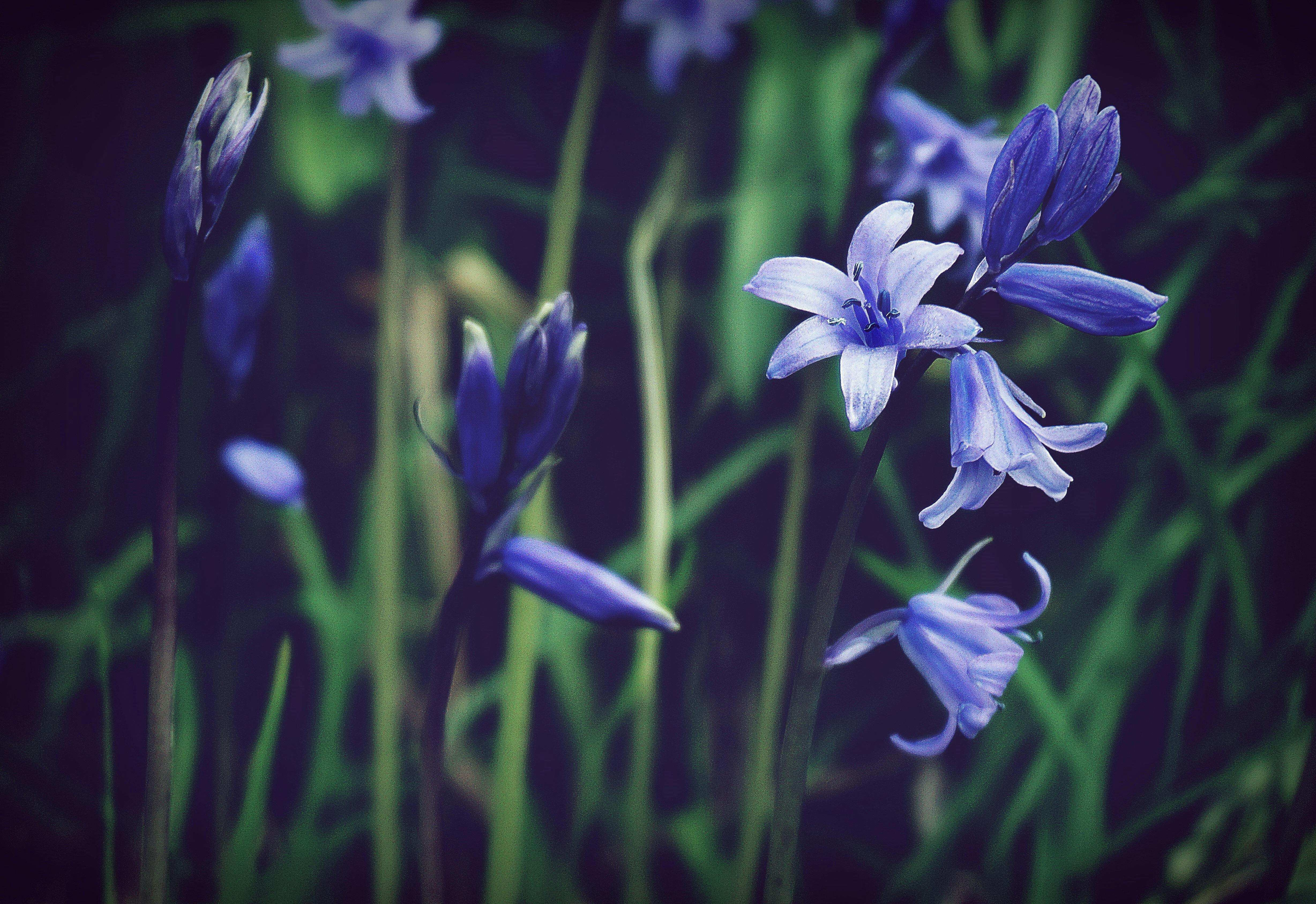Blue Bells · Free Stock Photo