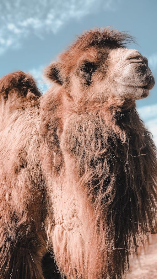 Gratis lagerfoto af behåret, dyr, dyrefotografering