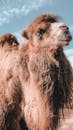 蓝天下，双峰驼的特写中，茂密的毛发竖立着