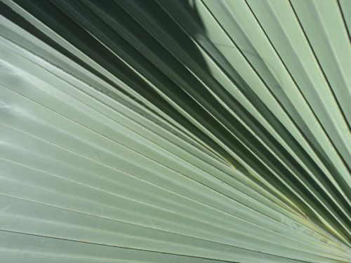 Free stock photo of leave, palm, sunray Stock Photo
