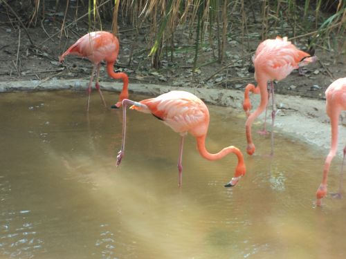 Free stock photo of flamingos Stock Photo