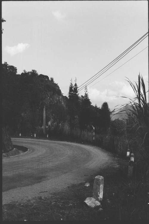 Foto d'estoc gratuïta de arbres, asfalt, blanc i negre