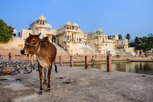 Cow in Jaisalmir in India