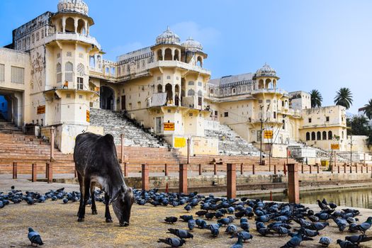 Pushkar pilgrim town market walk — Rajasthan