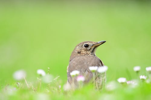 Fotobanka s bezplatnými fotkami na tému fotografie zvierat žijúcich vo voľnej prírode, príroda, selektívne zaostrenie