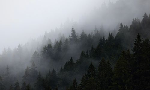 Free A serene view of a fog-covered coniferous forest on a hillside, creating a mysterious atmosphere. Stock Photo