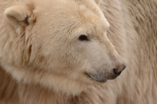 A close-up shot of a polar bear in the Arctic, highlighting its white fur and snowy habitat.