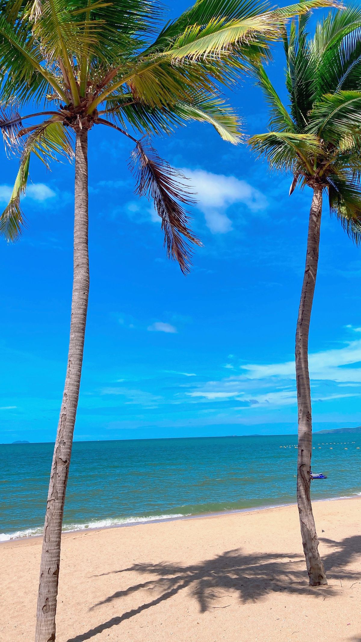 Palm Tree Beach Blue Sky Photos, Download The BEST Free Palm Tree Beach ...