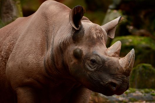 Close-up on Rhino