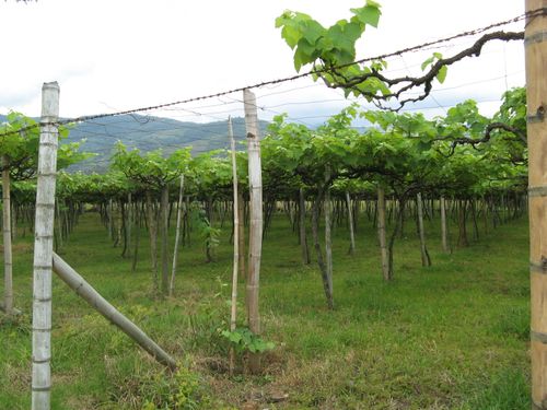 Free stock photo of grape vineyard, vineyard, wine Stock Photo