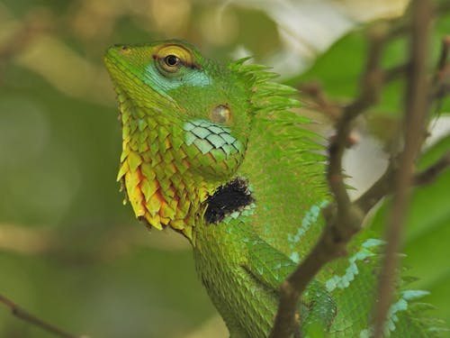 Green Lizard Among Leaves 